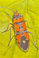 The Catalogue of the ''A. L. Montandon Collection'' of Palaearctic Heteroptera (Grigore Antipa)