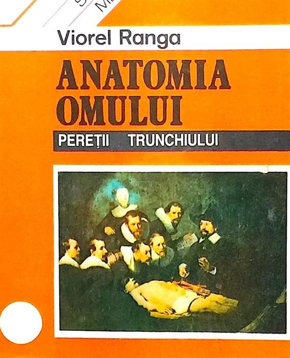 Anatomia omului - Peretii trunchiului