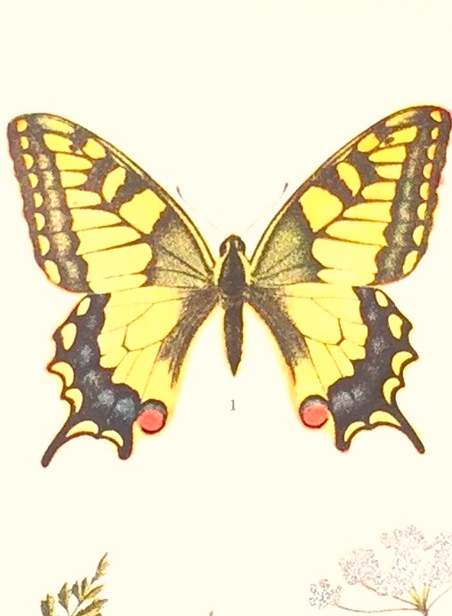 Fauna RPR, insecta vol. XI, fasc. 5 lepidoptera fam. Papilionidae
