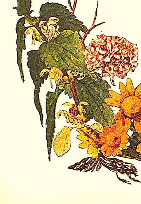 Index fitoterapeutic