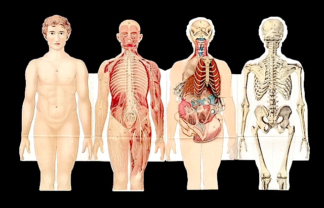 Jucarie veche - Anatomia umana