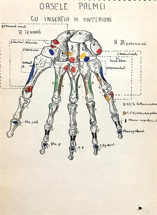 Set 3 caiete vechi cu desene anatomice, perioada interbelica