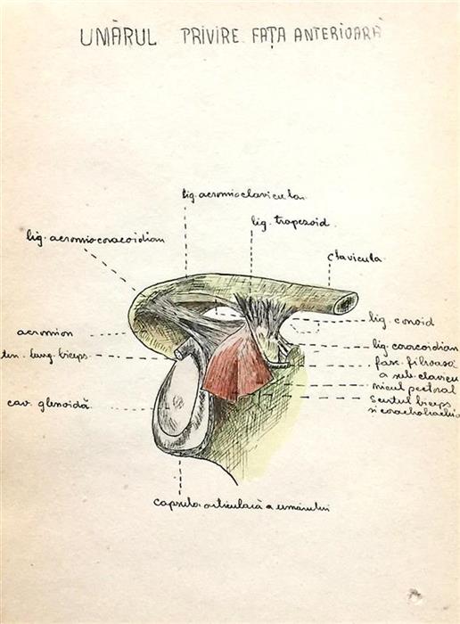 Set 3 caiete vechi cu desene anatomice, perioada interbelica