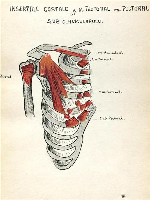 Set 3 caiete vechi cu desene anatomice, perioada interbelica