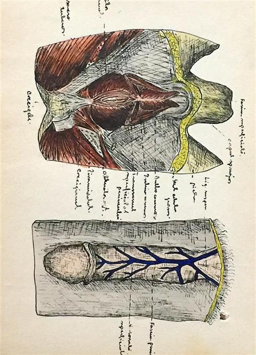 Set 3 caiete vechi cu desene anatomice, perioada interbelica