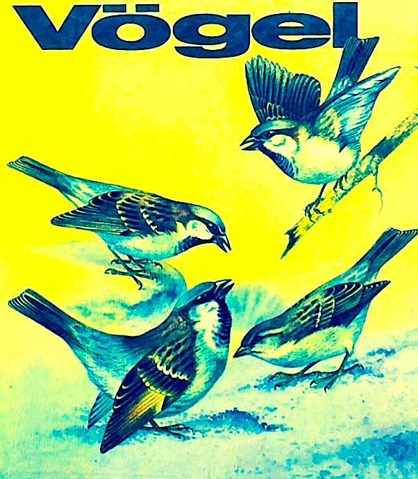 Vogel - Pasari