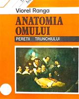 Anatomia omului - Peretii trunchiului