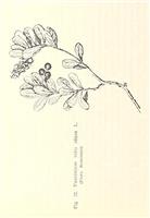 Farmacognozie