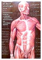 Human anatomy vol. 1