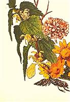 Index fitoterapeutic