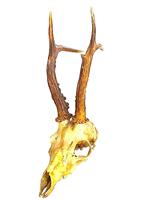 Trofeu coarne + craniu caprior